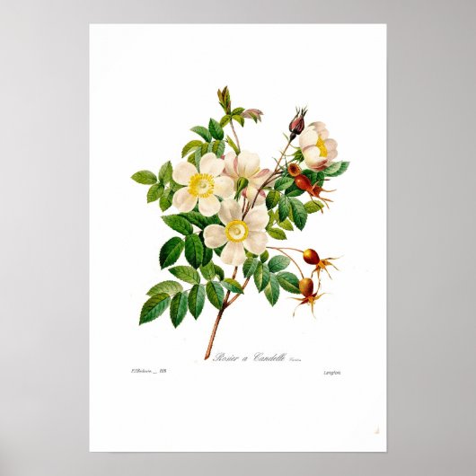Rosa alpina poster (Vorne)