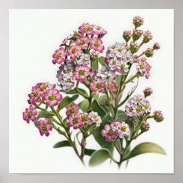 Rosa Alyssum Blume Art Print Poster
