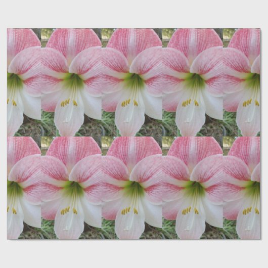 Rosa Amarylistin Geschenkpapier (Flach)