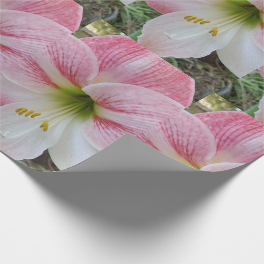 Rosa Amarylistin Geschenkpapier (Ecke)
