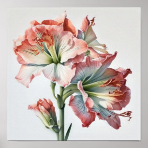 Rosa Amaryllis Blume Art Print Poster