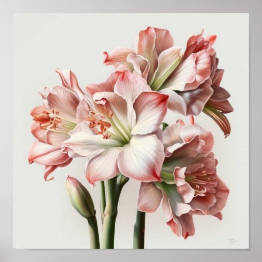 Rosa Amaryllis Blume Art Print Poster (Vorne)