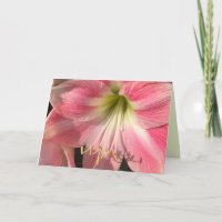 Rosa Amaryllis-Karte