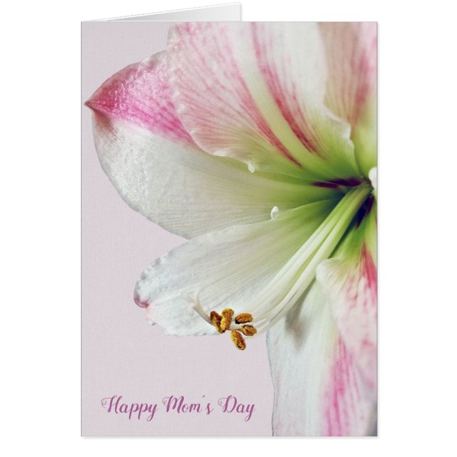 Rosa Amaryllis Muttertagmakro (Vorne)