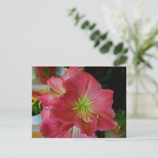 Rosa Amaryllis Postkarte (Stehend Vorderseite)