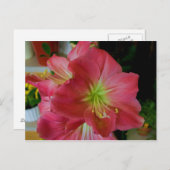 Rosa Amaryllis Postkarte (Vorne/Hinten)