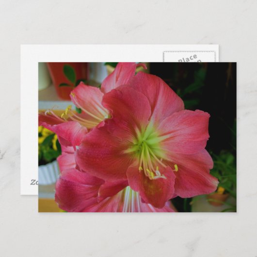 Rosa Amaryllis Postkarte (Vorne/Hinten)