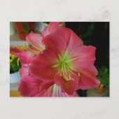 Rosa Amaryllis Postkarte (Vorderseite)