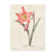 Rosa Amaryllis Vintage-Botanikillustration