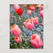 Rosa Amsterdam Springtime Tulips Postkarte (Vorderseite)