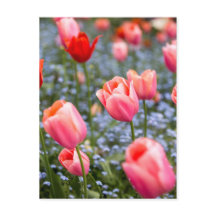 Rosa Amsterdam Springtime Tulips Postkarte