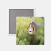 Rosa Anemone Fish Magnet (Vorderseite/Rückseite)