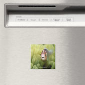 Rosa Anemone Fish Magnet (In Situ (Geschirrspüler))