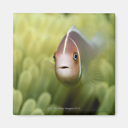 Rosa Anemone Fish Magnet (Vorne)