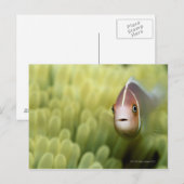 Rosa Anemone Fish Postkarte (Vorne/Hinten)