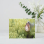 Rosa Anemone Fish Postkarte (Stehend Vorderseite)