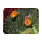 Rosa Anemonefische im Magnificant Sea Anemone Magnet (Horizontal)
