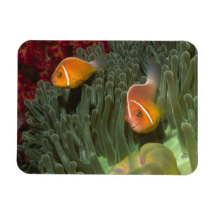 Rosa Anemonefische im Magnificant Sea Anemone Magnet