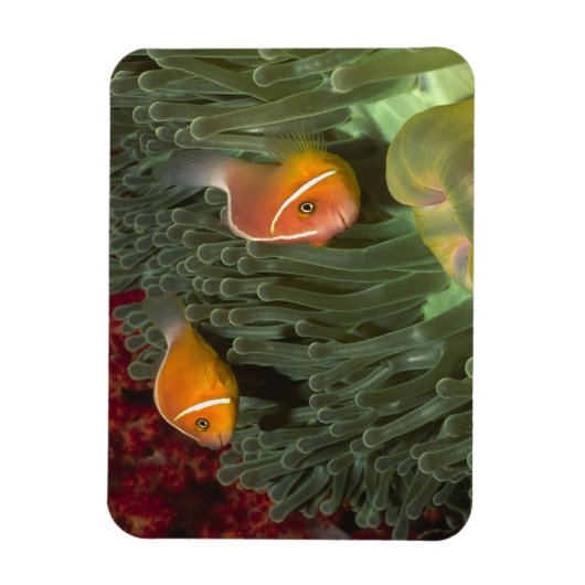 Rosa Anemonefische im Magnificant Sea Anemone Magnet (Vertikal)