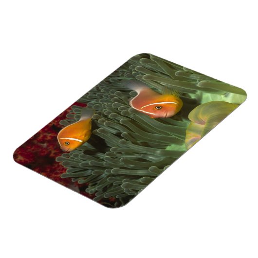 Rosa Anemonefische im Magnificant Sea Anemone Magnet (Linke Seite)