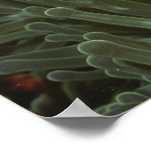 Rosa Anemonefische im Magnificant Sea Anemone Poster (Ecke)