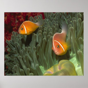 Rosa Anemonefische im Magnificant Sea Anemone Poster