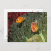 Rosa Anemonefische im Magnificant Sea Anemone Postkarte (Vorne/Hinten)