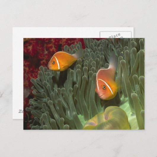 Rosa Anemonefische im Magnificant Sea Anemone Postkarte (Vorne/Hinten)