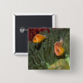 Rosa Anemonefish in der Magnificant Seeanemone Button (Vorne & Hinten)