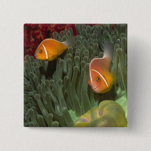 Rosa Anemonefish in der Magnificant Seeanemone Button