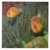 Rosa Anemonefish in der Magnificant Seeanemone Fliese (Vorderseite)