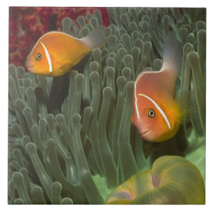 Rosa Anemonefish in der Magnificant Seeanemone Fliese