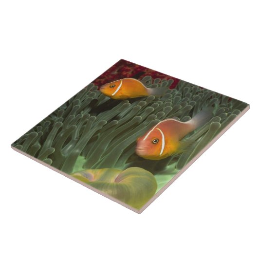 Rosa Anemonefish in der Magnificant Seeanemone Fliese (Seite)