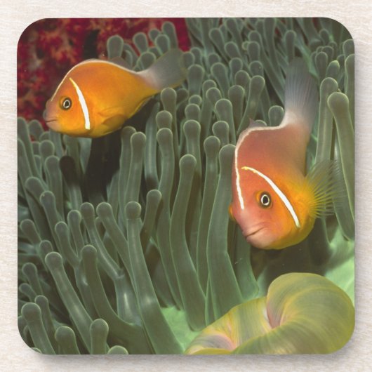 Rosa Anemonefish in der Magnificant Seeanemone Getränkeuntersetzer (Vorderseite)
