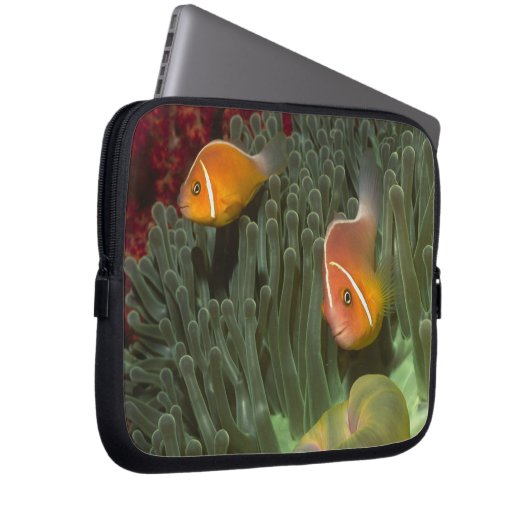 Rosa Anemonefish in der Magnificant Seeanemone Laptopschutzhülle (Vorne Rechts)