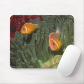 Rosa Anemonefish in der Magnificant Seeanemone Mousepad (Mit Mouse)