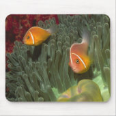 Rosa Anemonefish in der Magnificant Seeanemone Mousepad (Vorne)
