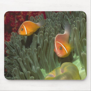 Rosa Anemonefish in der Magnificant Seeanemone Mousepad