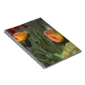 Rosa Anemonefish in der Magnificant Seeanemone Notizblock (Rechte Seite)
