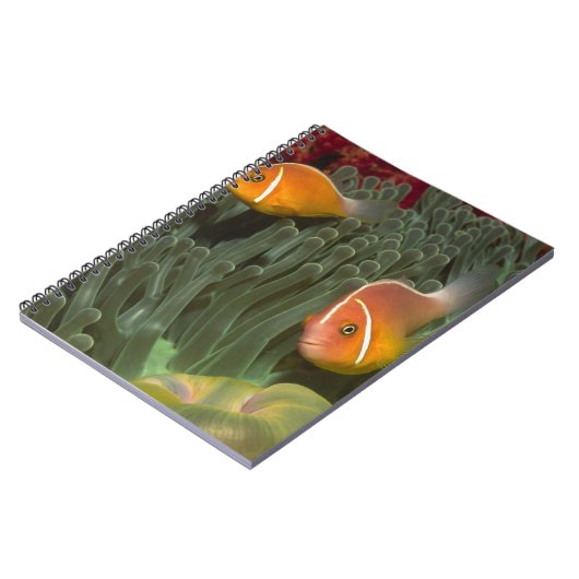 Rosa Anemonefish in der Magnificant Seeanemone Notizblock (Linke Seite)