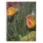Rosa Anemonefish in der Magnificant Seeanemone Notizblock (Vorderseite)