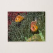 Rosa Anemonefish in der Magnificant Seeanemone Puzzle (Horizontal)