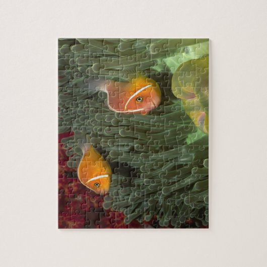 Rosa Anemonefish in der Magnificant Seeanemone Puzzle (Vertikal)
