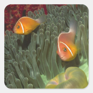 Rosa Anemonefish in der Magnificant Seeanemone Quadratischer Aufkleber