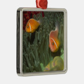 Rosa Anemonefish in der Magnificant Seeanemone Silbernes Ornament (Rechts)