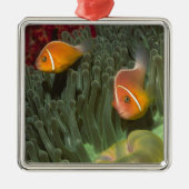 Rosa Anemonefish in der Magnificant Seeanemone Silbernes Ornament (Vorne)