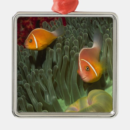 Rosa Anemonefish in der Magnificant Seeanemone Silbernes Ornament (Vorne)