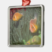 Rosa Anemonefish in der Magnificant Seeanemone Silbernes Ornament (Links)
