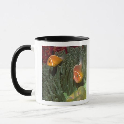 Rosa Anemonefish in der Magnificant Seeanemone Tasse (Links)