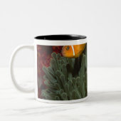 Rosa Anemonefish in der Magnificant Seeanemone Zweifarbige Tasse (Links)